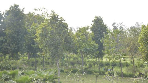 Environmentalists and local residents are now concerned that the same ecological value cannot be recreated through artificial plantations in fragmented patches of land.(HT file photo. Representative image) Environmentalists and local residents are now concerned that the same ecological value cannot be recreated through artificial plantations in fragmented patches of land.(HT file photo. Representative image)