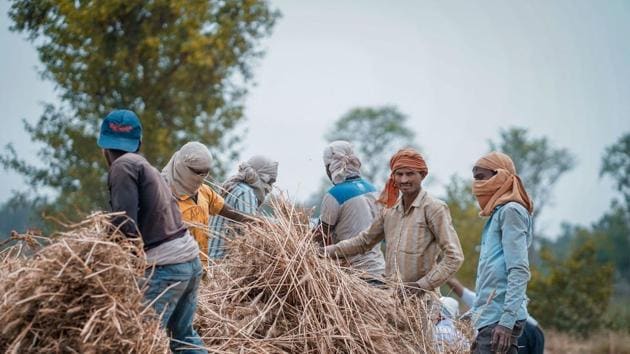 According to officials, the worst hit appear to be the food bowl states of Punjab and Haryana, where the harvest season was in full swing when heavy rains pounded the ripe standing wheat crop. (PTI file photo) According to officials, the worst hit appear to be the food bowl states of Punjab and Haryana, where the harvest season was in full swing when heavy rains pounded the ripe standing wheat crop. (PTI file photo)