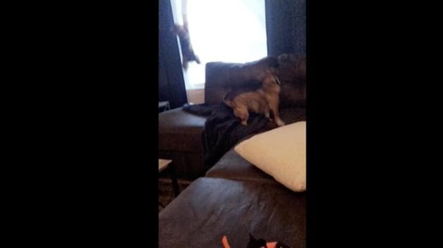 The image shows the cat hanging from curtain. (Reddit/@aisforawesome2) The image shows the cat hanging from curtain. (Reddit/@aisforawesome2)