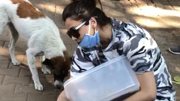 Actor Daisy Shah feeding strays during the lockdown Actor Daisy Shah feeding strays during the lockdown