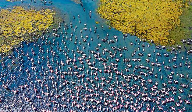 A flock of flamingos at the Talawe wetlands.(Pratik Chorge/HT Photo)