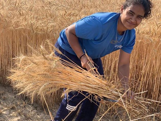 Indian hockey player Poonam Malik reaping crop at her native village in Hisar.(HT Photo)