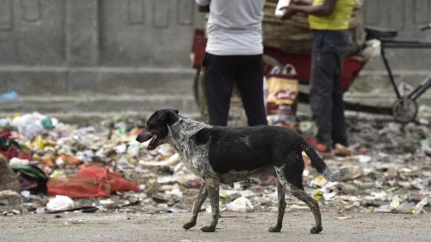 The dog was spotted holding the head in its jaws in Raja Bazaar area of the city. (Virendra Singh Gosain/HT PHOTO/Representative Image) The dog was spotted holding the head in its jaws in Raja Bazaar area of the city. (Virendra Singh Gosain/HT PHOTO/Representative Image)