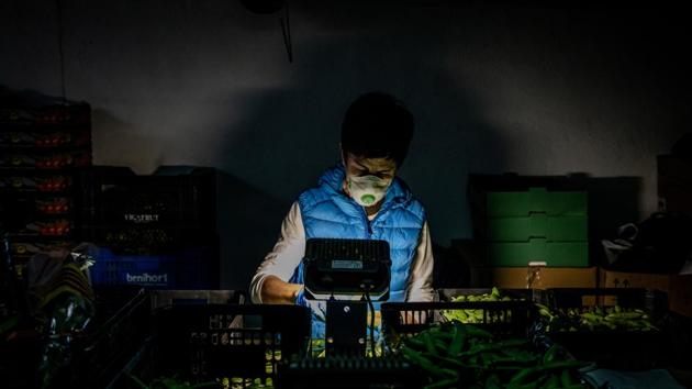 A local worker, wearing a protective face mask, grades and sorts peas according to grain size at the Hortalisses Pi farm in Girona, Spain. (Angel Garcia / Bloomberg) A local worker, wearing a protective face mask, grades and sorts peas according to grain size at the Hortalisses Pi farm in Girona, Spain. (Angel Garcia / Bloomberg)