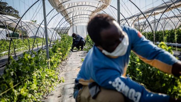 Migrant workers wearing protective face masks weed and plant peas in a greenhouse at the Hortalisses Pi farm in Girona, Spain. The coronavirus pandemic and restrictions to combat it are affecting regions dependent of seasonal workers to pick, sort and pack produce before it is sold. (Angel Garcia / Bloomberg) Migrant workers wearing protective face masks weed and plant peas in a greenhouse at the Hortalisses Pi farm in Girona, Spain. The coronavirus pandemic and restrictions to combat it are affecting regions dependent of seasonal workers to pick, sort and pack produce before it is sold. (Angel Garcia / Bloomberg)