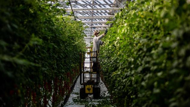 A migrant worker, wearing a protective face mask, plucks and threads cherry tomatoes inside a greenhouse in Girona, Spain. Getting produce to dinner tables is a race against time for fast ripening fruits and vegetables. (Angel Garcia / Bloomberg) A migrant worker, wearing a protective face mask, plucks and threads cherry tomatoes inside a greenhouse in Girona, Spain. Getting produce to dinner tables is a race against time for fast ripening fruits and vegetables. (Angel Garcia / Bloomberg)