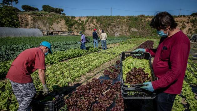 Local and migrant workers wearing protective face masks pick lettuce from a field in Girona, Spain. Farms are increasingly relying on local workers since most seasonal workers are immobilized by restrictions. (Angel Garcia / Bloomberg) Local and migrant workers wearing protective face masks pick lettuce from a field in Girona, Spain. Farms are increasingly relying on local workers since most seasonal workers are immobilized by restrictions. (Angel Garcia / Bloomberg)