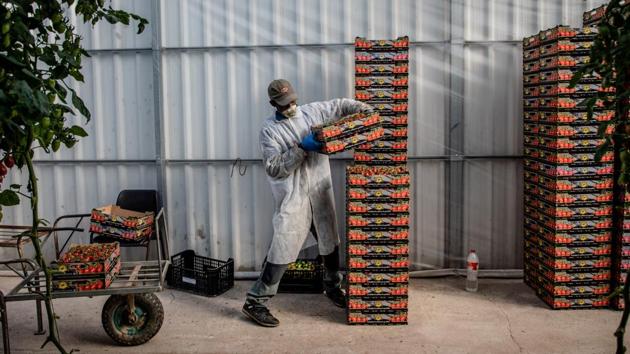 A migrant worker, wearing a protective face mask, stacks boxes of ripe cherry tomatoes for transport in Girona, Spain. Weeks of lockdown also means increased stores of produce that risks spiling before reaching consumers. (Angel Garcia / Bloomberg) A migrant worker, wearing a protective face mask, stacks boxes of ripe cherry tomatoes for transport in Girona, Spain. Weeks of lockdown also means increased stores of produce that risks spiling before reaching consumers. (Angel Garcia / Bloomberg)