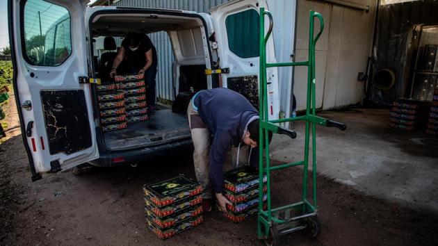 Workers load crates of fresh cherry tomatoes for delivery in Girona, Spain. With exports of fresh fruits and vegetables impacted by measures against the pandemic, a silver lining may exist as consumers, looking to boost immunity, turn to eating healthy while stuck at home. (Angel Garcia / Bloomberg) Workers load crates of fresh cherry tomatoes for delivery in Girona, Spain. With exports of fresh fruits and vegetables impacted by measures against the pandemic, a silver lining may exist as consumers, looking to boost immunity, turn to eating healthy while stuck at home. (Angel Garcia / Bloomberg)