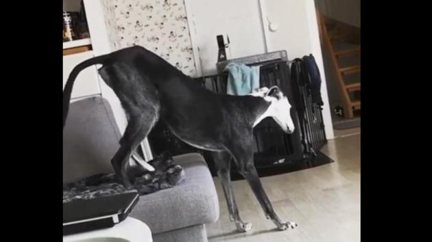 The image shows the greyhound named Havana in action. (Reddit/@mac_is_crack) The image shows the greyhound named Havana in action. (Reddit/@mac_is_crack)
