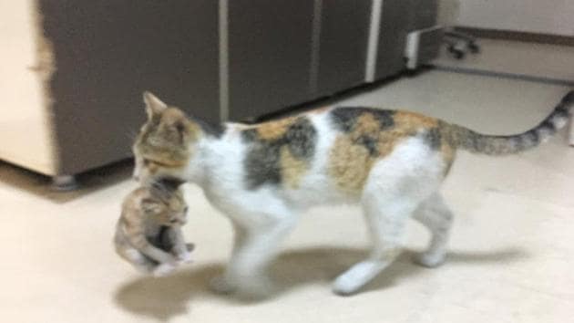 Mummy cat carrying the kitten.(Twitter)