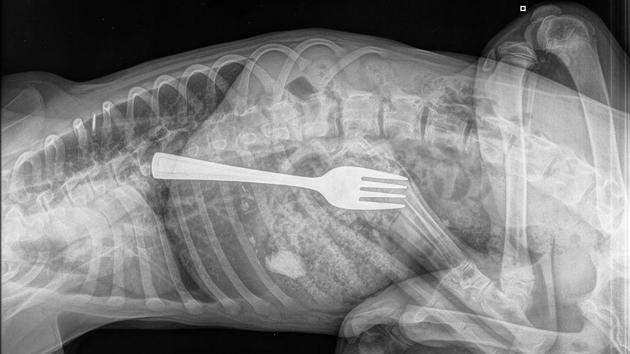 The image shows an X-ray image of the dog. (Facebook/@AdelaideAnimalEmergencyReferralCentre) The image shows an X-ray image of the dog. (Facebook/@AdelaideAnimalEmergencyReferralCentre)