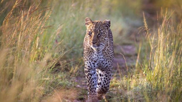 The forest officials, who were called in, tried to get the leopard out of his hiding but failed. (Getty Images) The forest officials, who were called in, tried to get the leopard out of his hiding but failed. (Getty Images)