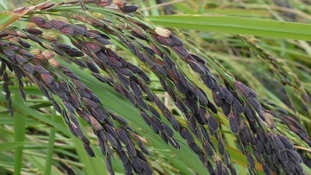 Manipur black rice.(HT Photo)