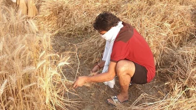Boxer Manoj Kumar seen harvesting in his family’s fields. This is only the second time since he entered the national team in 1999, that Manoj is at his village Rajound in Kaithal, Haryana, during the harvest season. “I have been watching the elders doing harvesting since I was a child. Back then, I used to accompany my father to the farms just for fun. This time, I am actually cutting the crop,” said Kumar. (HT Photo) Boxer Manoj Kumar seen harvesting in his family’s fields. This is only the second time since he entered the national team in 1999, that Manoj is at his village Rajound in Kaithal, Haryana, during the harvest season. “I have been watching the elders doing harvesting since I was a child. Back then, I used to accompany my father to the farms just for fun. This time, I am actually cutting the crop,” said Kumar. (HT Photo)