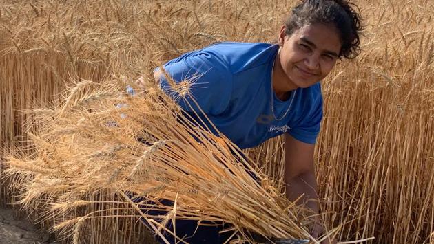 International hockey player Poonam Rani Malik (28) helps her family harvest crops during the lockdown. Though the Malik family hired a combine harvester, they could only finish harvesting half of their two acres of wheat before rain felled the standing stalks. The machine could not be used then so the rest was done by hand. “In those four days I got good experience of how to handle a sickle,” Malik told HT. (HT Photo)