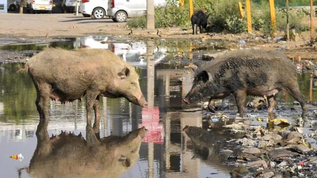 Following deaths of nearly 2,000 pigs in 6 districts of Assam last week, 17 samples were sent to the Bhopal institute for tests. Similarly 62 samples were sent from two districts in Arunachal Pradesh.(Abhinav Saha/HT file photo. Representative image)