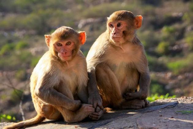 According to police, the accused had brought the pair of monkeys home on a sorcerer’s advice to get rich. (Representative photo/ IStock) According to police, the accused had brought the pair of monkeys home on a sorcerer’s advice to get rich. (Representative photo/ IStock)