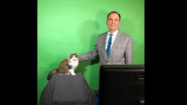 Betty was living a normal kitty life until she crashed a live weather report telecast by her human.(Instagram/@bettytheweathercat)