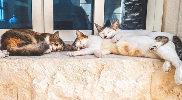The woman placed an order at the pet shop but was unable to get it (representational image). (Unsplash) The woman placed an order at the pet shop but was unable to get it (representational image). (Unsplash)