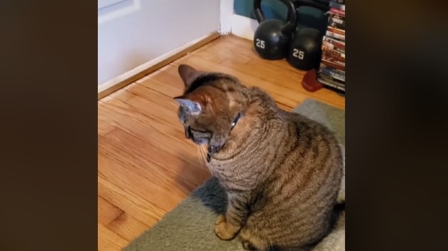 The image shows a cat ‘engaged’ in a deep thought.(TikTok/bemma_nugz)