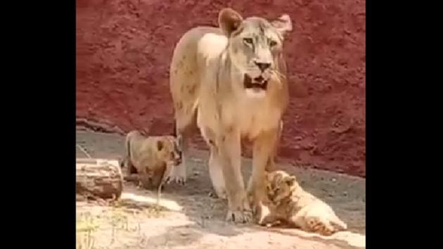 This is the first time that the cubs came out since their birth last month.(Twitter/@Nehruzoopark1)