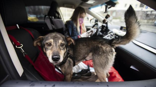 A two year old mutt dog, Barly waits inside a car, as Anastasia Medvedeva, one of the organisers of the online adoption initiative called “Happiness Delivered At Home,” makes a phone call to Alexandra Novatova, the new owner of Barly, in Moscow. (Alexander Zemlianichenko / AP) A two year old mutt dog, Barly waits inside a car, as Anastasia Medvedeva, one of the organisers of the online adoption initiative called “Happiness Delivered At Home,” makes a phone call to Alexandra Novatova, the new owner of Barly, in Moscow. (Alexander Zemlianichenko / AP)