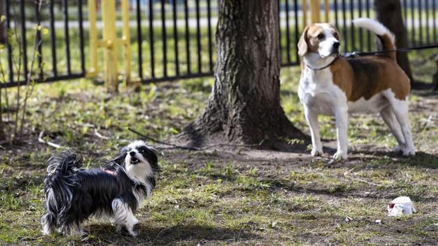 Sopha looks at volunteer Nadezhda Minyaeva (not pictured) while meeting with a neighbour dog during a walk in a courtyard outside pensioner Margarita Donchenko’s apartment building in Moscow. (Alexander Zemlianichenko / AP) Sopha looks at volunteer Nadezhda Minyaeva (not pictured) while meeting with a neighbour dog during a walk in a courtyard outside pensioner Margarita Donchenko’s apartment building in Moscow. (Alexander Zemlianichenko / AP)