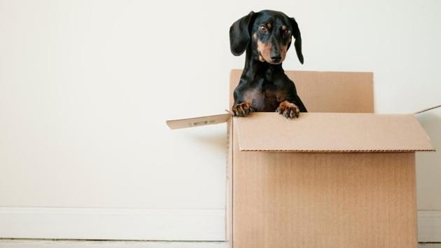Pets may help relieve stress for both children with autism and their parents. (Unsplash) Pets may help relieve stress for both children with autism and their parents. (Unsplash)