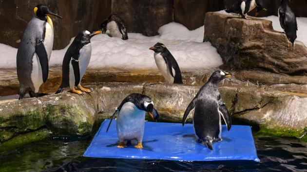 To keep the penguins entertained, the teams builds toys, including floating ice boards and a perforated box filled with fish and krill to encourage underwater foraging. (Richard A. Brooks / AFP) 
