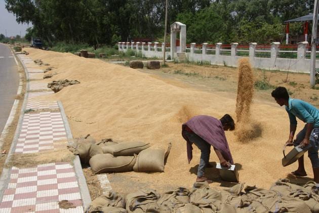 Heaps of wheat lying in the open on the main road in Madina village of Rohtak district located on Delhi-Fazilka National Highway.(MANOJ DHAKA/HT)