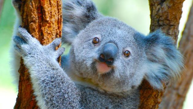 How do koalas drink water? It's not the way you might think - Hindustan Times How do koalas drink water? It's not the way you might think - Hindustan Times
