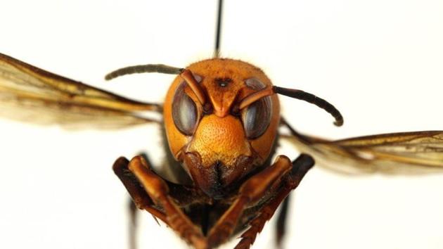 A murder hornet present a danger to agriculture and the apiary industry. (Pic Courtesy: Washington State Agricultural Department) A murder hornet present a danger to agriculture and the apiary industry. (Pic Courtesy: Washington State Agricultural Department)