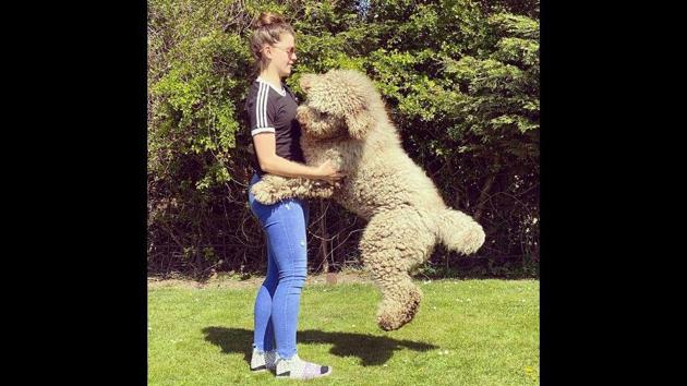 Rowlf jumping up to get a hug from his human.(Instagram/rowlf_official)