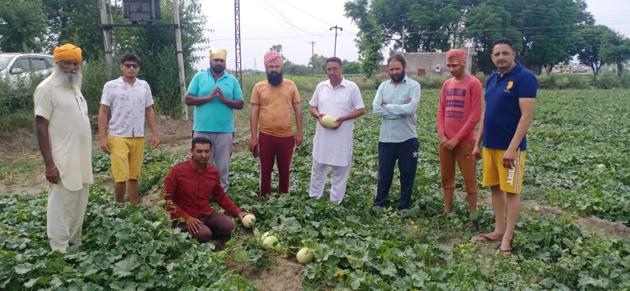 A melon farmer earns between ₹50,000 and ₹60,000 per acre on an average. (HT PHOTO) A melon farmer earns between ₹50,000 and ₹60,000 per acre on an average. (HT PHOTO)