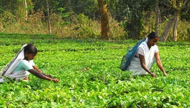 The lockdown had badly hit the tea industry in Assam.(HT PHOTO)