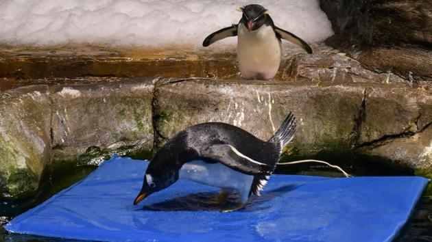 A rockhopper penguin (top) looking at a gentoo penguin on a floating mat in their enclosure at the Ocean Park theme park. (Richard A. Brooks / AFP) 