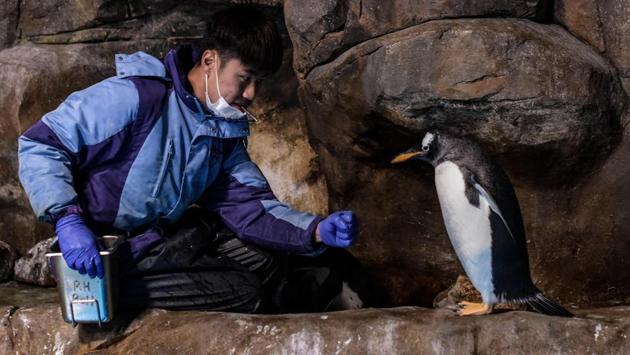 A member of the staff feeds a gentoo penguin in an enclosure at the Ocean Park theme park. (Richard A. Brooks / AFP) 