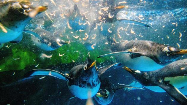 Gentoo penguins chasing krill during feeding time in their enclosure at the Ocean Park theme park, which is currently closed due to the COVID-19 novel coronavirus, in Hong Kong. (Anthony Wallace / AFP) 