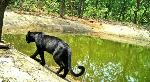 Black Panther spotted in Goa sanctuary is reminding netizens of Bagheera from Jungle Book | Trending - Hindustan Times Black Panther spotted in Goa sanctuary is reminding netizens of Bagheera from Jungle Book | Trending - Hindustan Times