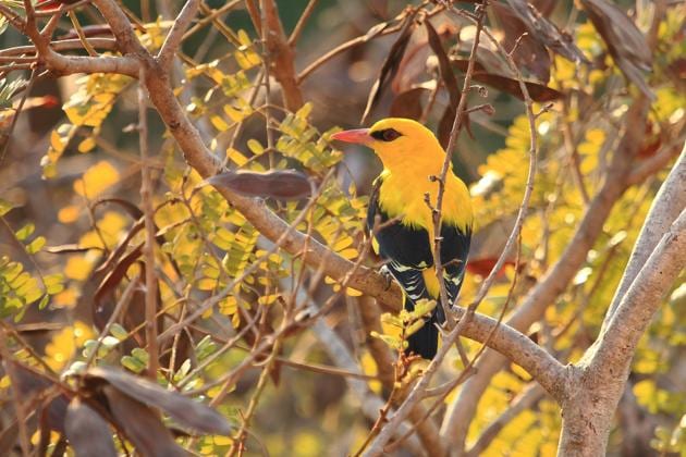 Golden Oriole Male Golden Oriole Male