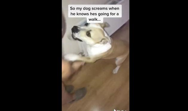 The excited doggo’s scream is something you need to hear. (TikTok/@megamberbridge) The excited doggo’s scream is something you need to hear. (TikTok/@megamberbridge)