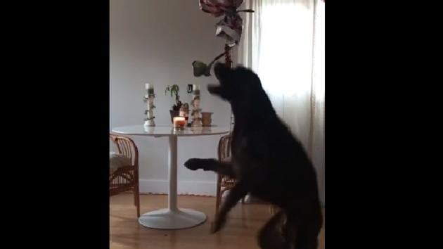 The excited dog pulling the pinata. (Reddit) The excited dog pulling the pinata. (Reddit)