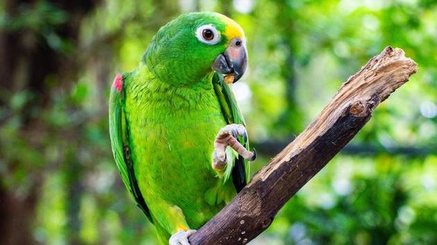 Parrot Asked To Choose Its Owner Flies To Freedom Instead Trending Hindustan Times