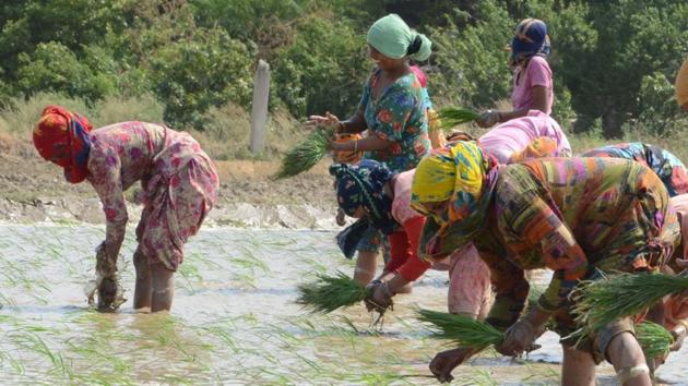 Sources from the Haryana government say to become eligible for Rs 7,000 per acre incentive, farmers will have to ensure crop diversification in minimum 50% land. (HT FILE) Sources from the Haryana government say to become eligible for Rs 7,000 per acre incentive, farmers will have to ensure crop diversification in minimum 50% land. (HT FILE)