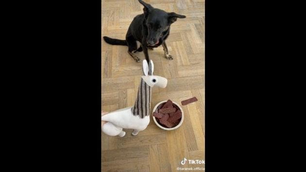The image shows the dog looking at the stuffed doll. (TikTok/@taranek.official) The image shows the dog looking at the stuffed doll. (TikTok/@taranek.official)