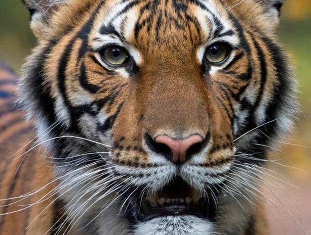 While forest officials claimed that the big cat died of earlier wounds, some wildlife activists suspected the death due to overdose of tranquillizers. (Represenattive image) While forest officials claimed that the big cat died of earlier wounds, some wildlife activists suspected the death due to overdose of tranquillizers. (Represenattive image)