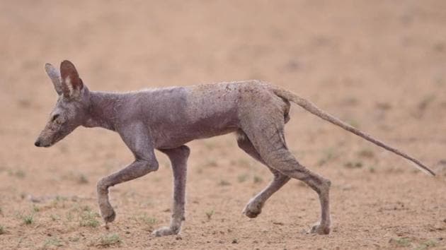 According to the state forest department’s wildlife census of 2019, there are about 1,000 foxes in Jaisalmer.(Pic: Sourced)