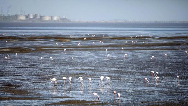 Summer has arrived in the city, and flamingoes are seen here at the Sewri mudflats in Mumbai. As wildlife finds its peace amid the lockdown, Mumbai is still high on the rate of COVID-19 infections. The city accounts for 63.93% of the state’s total infections and 19.20% of nationwide tally. (ANI) Summer has arrived in the city, and flamingoes are seen here at the Sewri mudflats in Mumbai. As wildlife finds its peace amid the lockdown, Mumbai is still high on the rate of COVID-19 infections. The city accounts for 63.93% of the state’s total infections and 19.20% of nationwide tally. (ANI)