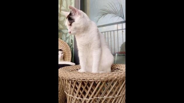 The image shows the cat sitting atop a wicker stool. (TikTok/@thesnobcats) The image shows the cat sitting atop a wicker stool. (TikTok/@thesnobcats)